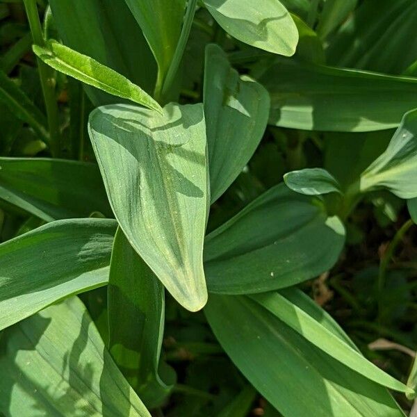 Allium victorialis Leaf