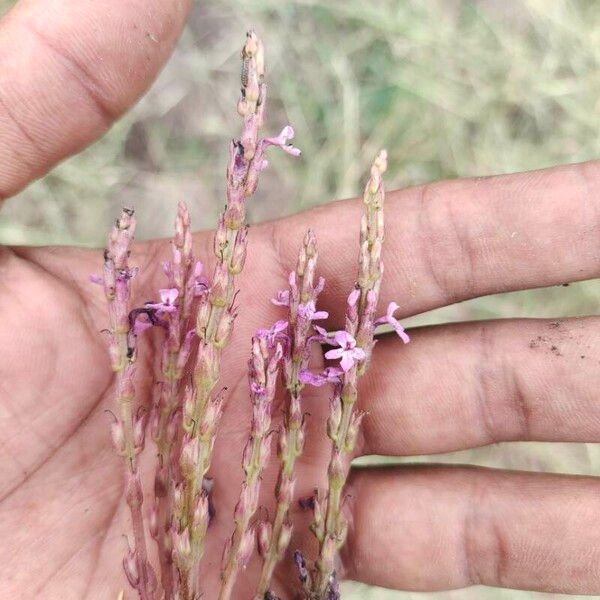 Striga gesnerioides Žiedas