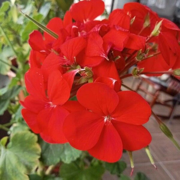 Pelargonium × hybridum Flower