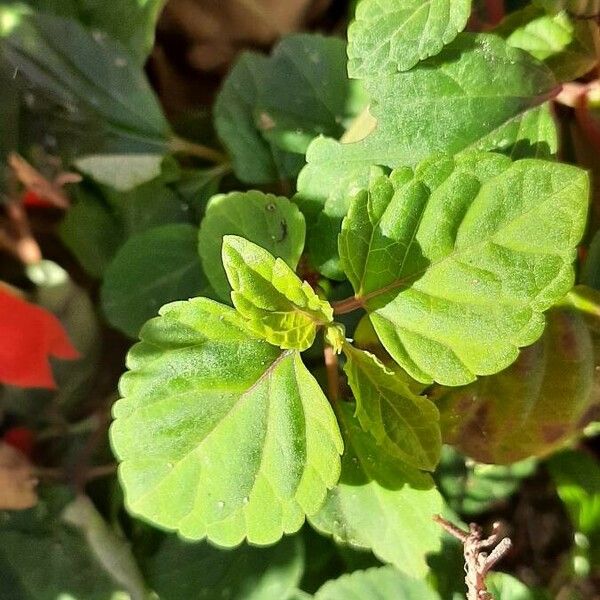 Salvia splendens Leaf