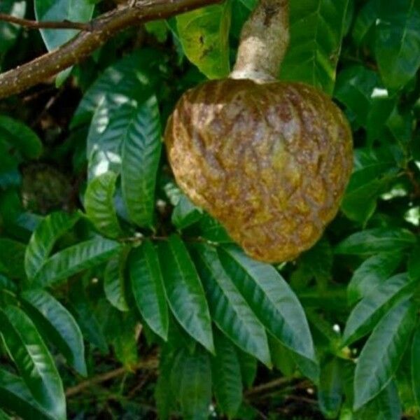 Annona reticulata Fruitua