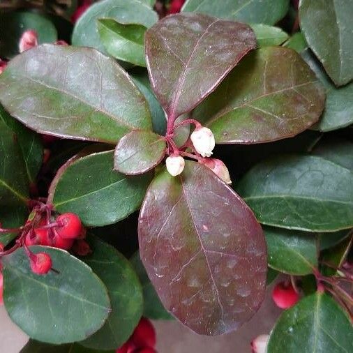 Gaultheria procumbens 花