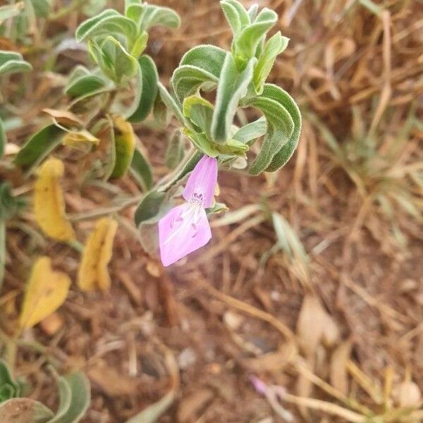 Dicliptera napierae Kukka