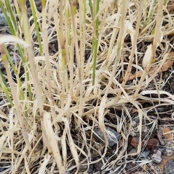 Hordeum murinum ഇല