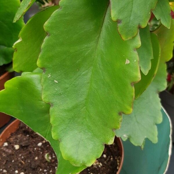 Kalanchoe pinnata Blatt