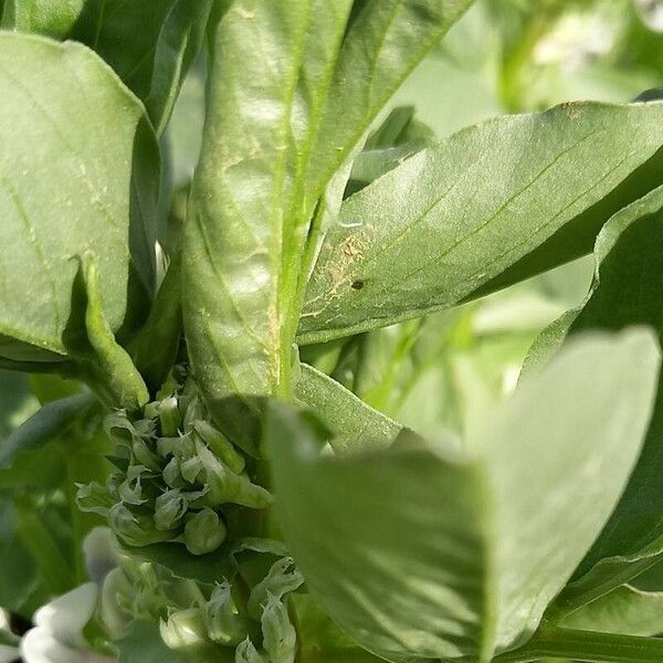 Vicia faba Vrucht