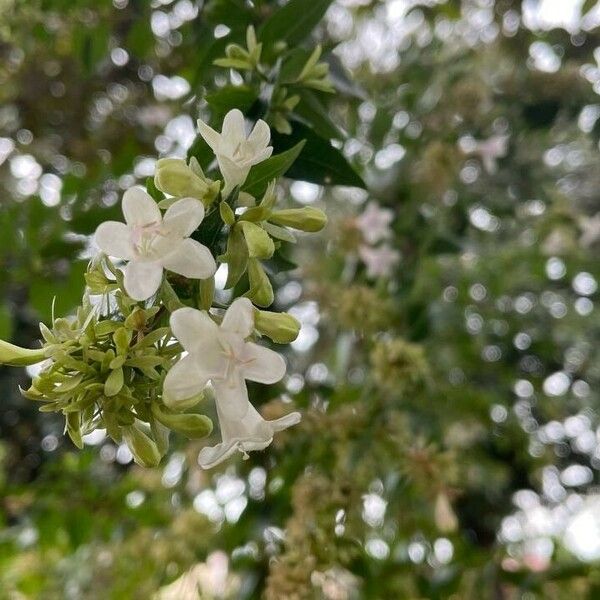 Abelia chinensis Floare