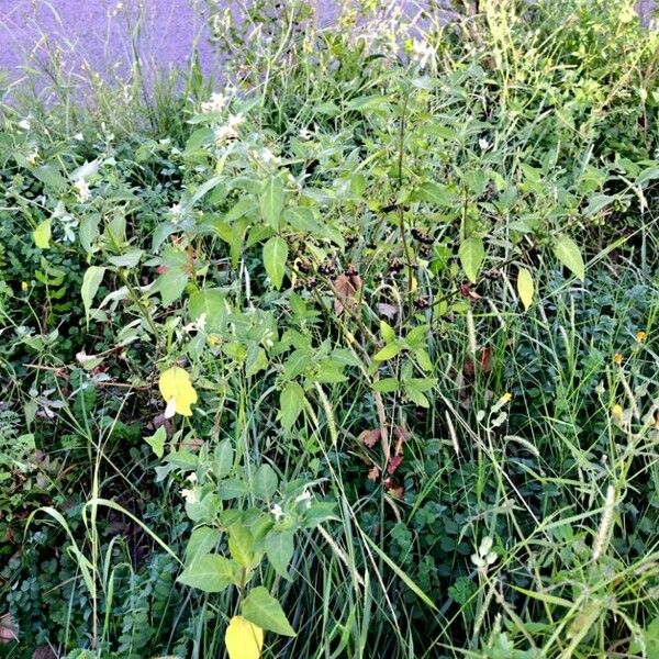 Solanum chenopodioides Habitat