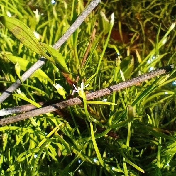 Isolepis fluitans Blomma