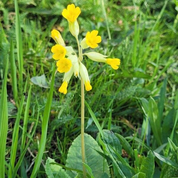 Primula veris Flower