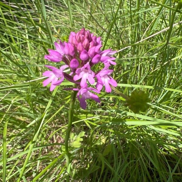 Anacamptis pyramidalis Кветка