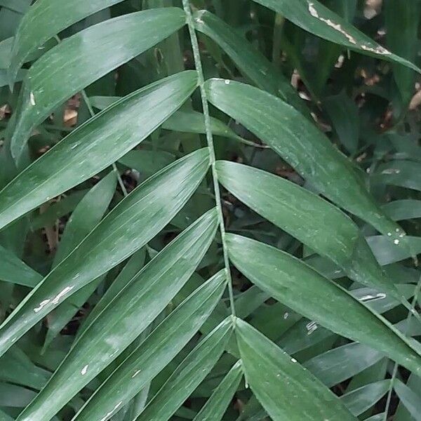 Chamaedorea elegans Hoja