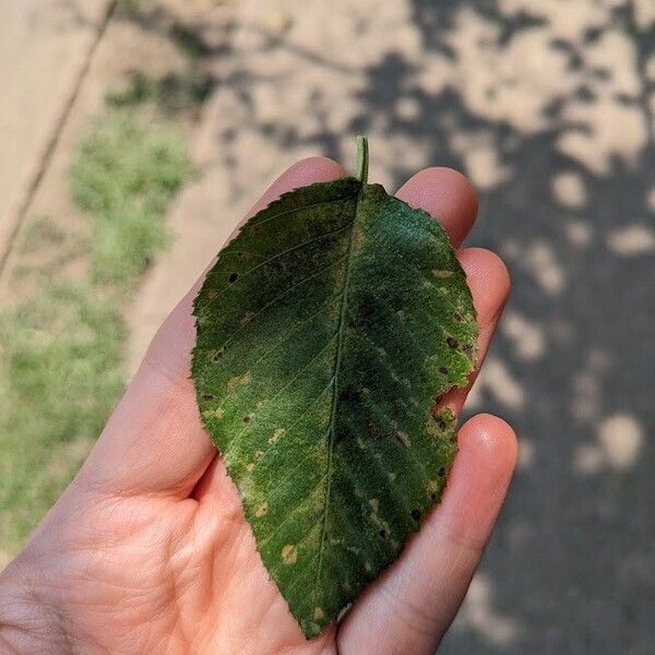 Alnus acuminata Leaf