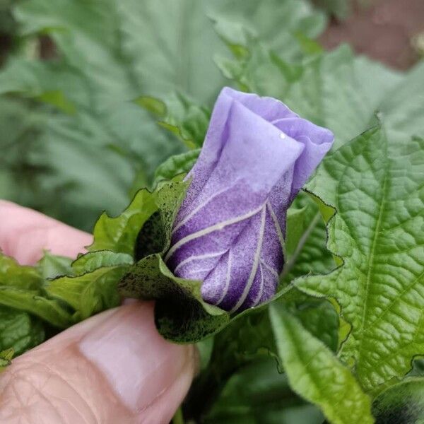 Nicandra physalodes Květ