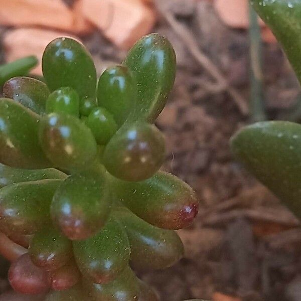 Sedum × rubrotinctum Foglia