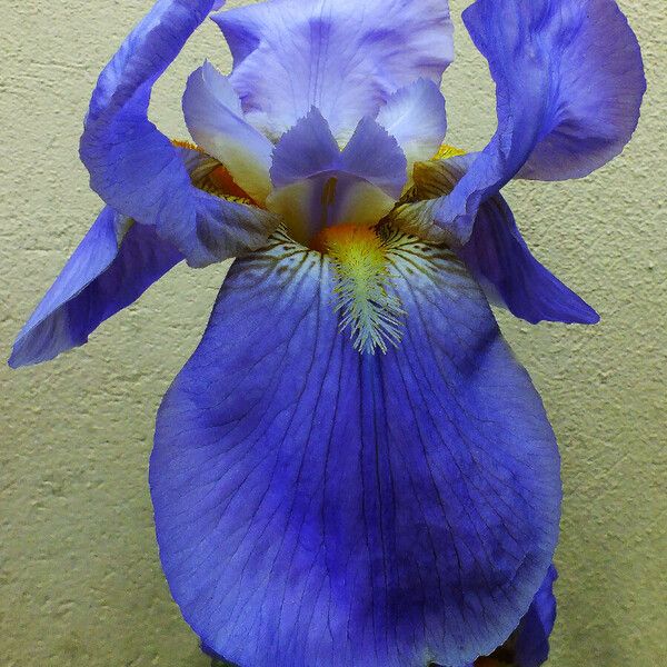 Iris pallida 花