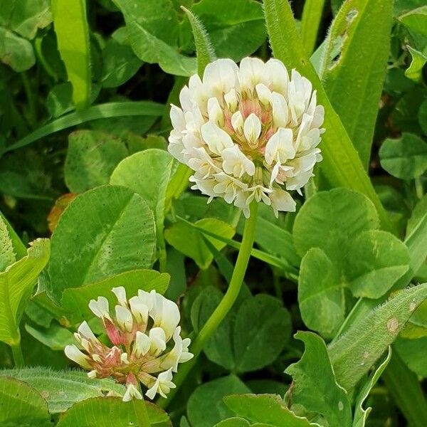 Trifolium repens 花