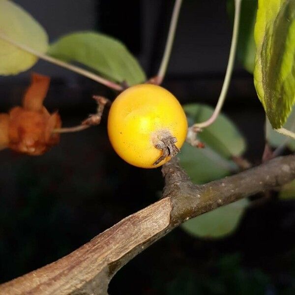 Malus sylvestris Fruto