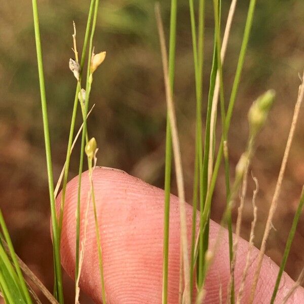 Setaria brownii Deilen