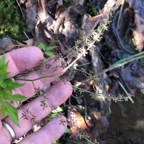 Xanthorhiza simplicissima Fleur