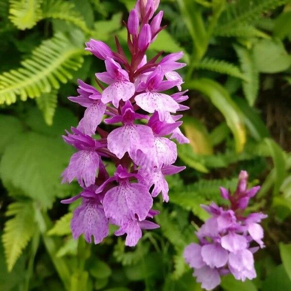 Dactylorhiza foliosa Kvet