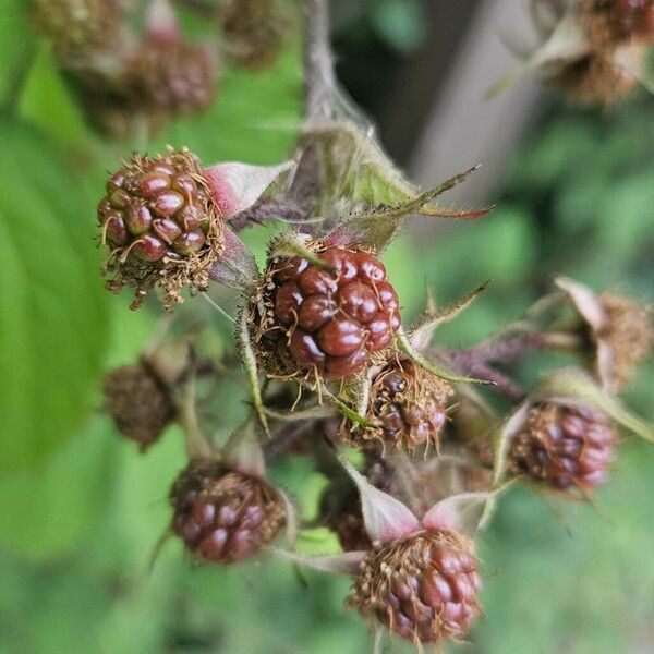 Rubus pruinosus Fruit