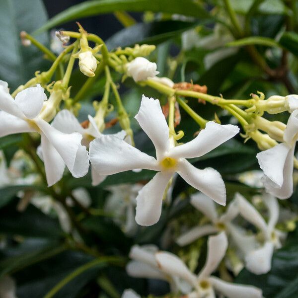 Trachelospermum jasminoides Flower