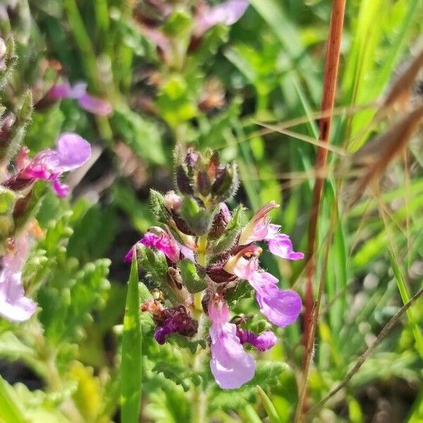 Teucrium chamaedrys Blomst