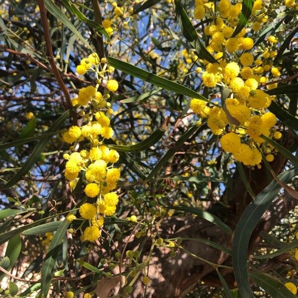Acacia saligna Kvet