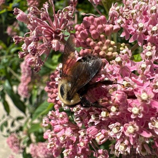 Asclepias incarnata Blüte