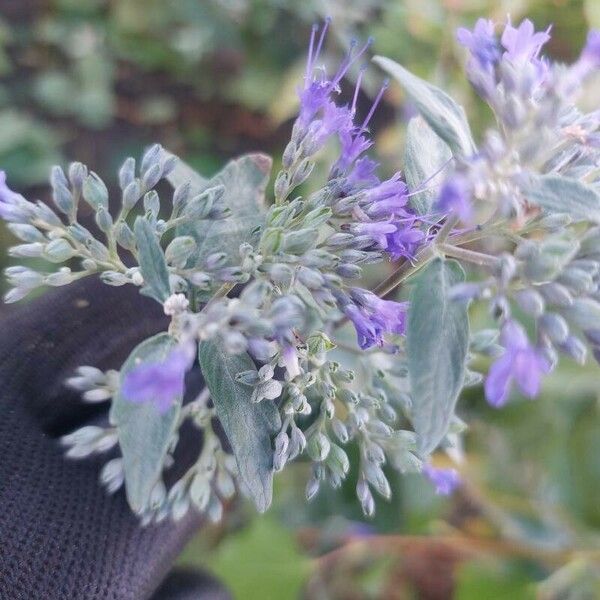 Caryopteris x clandonensis Blomma