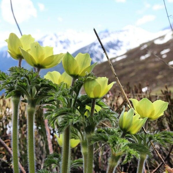 Pulsatilla alpina Blüte