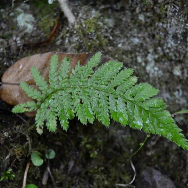 Polystichum setiferum Leaf