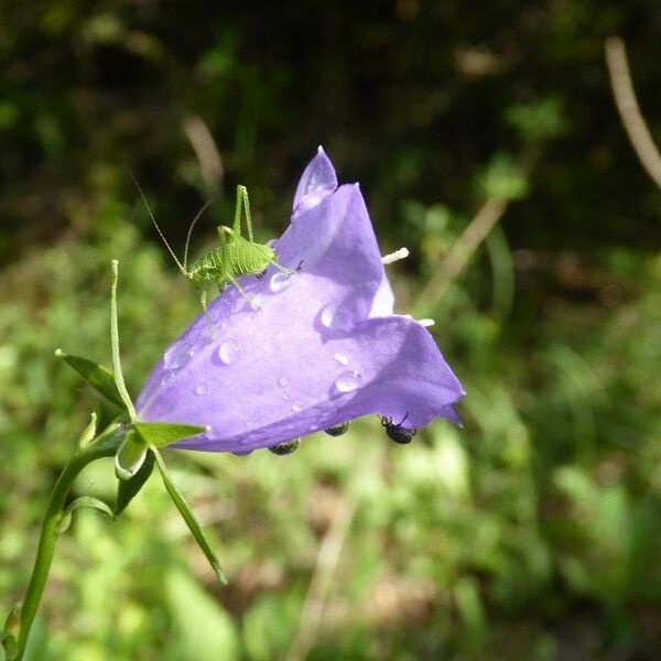 Campanula persicifolia Flor