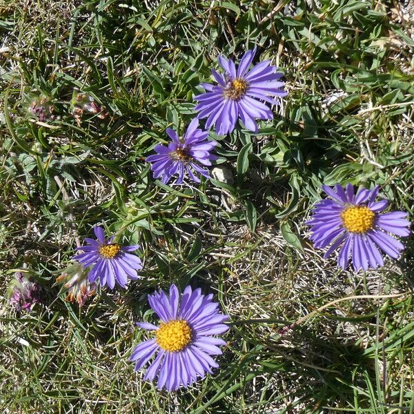 Aster alpinus Хабит