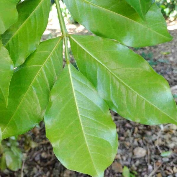 Swartzia langsdorffii Leaf