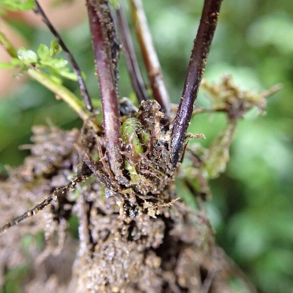 Asplenium abyssinicum Other