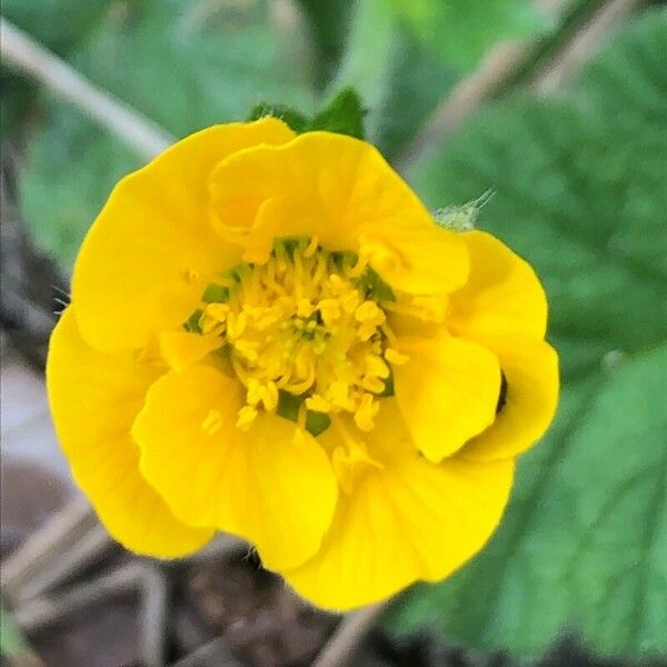 Geum sylvaticum Flor