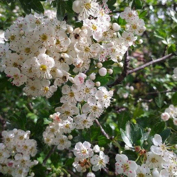 Crataegus monogyna Fiore