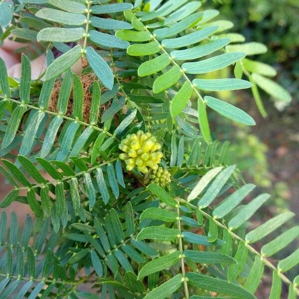 Calliandra surinamensis पत्ता