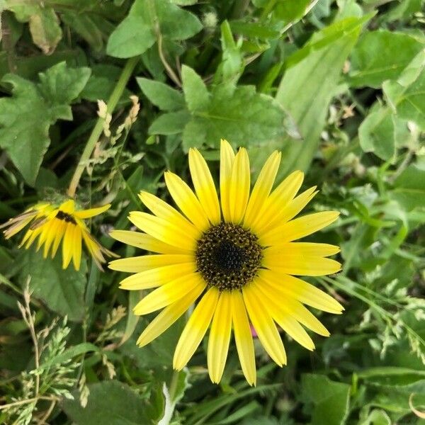 Arctotheca calendula Flower