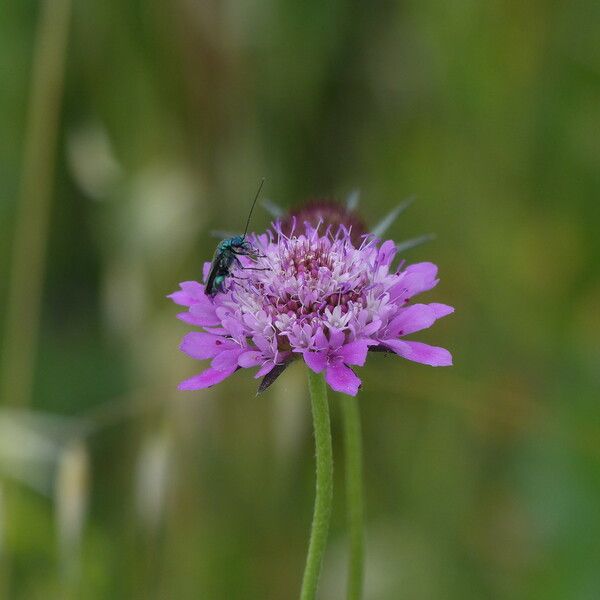 Scabiosa atropurpurea Floro