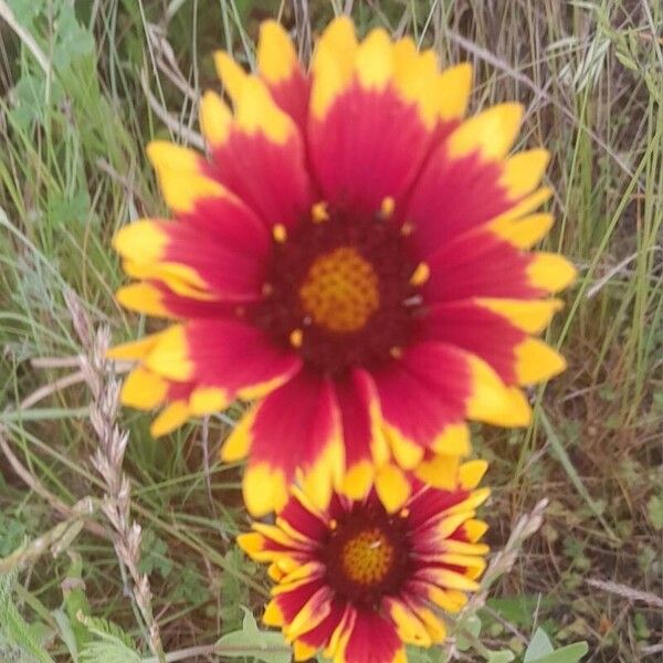 Gaillardia × grandiflora Çiçek