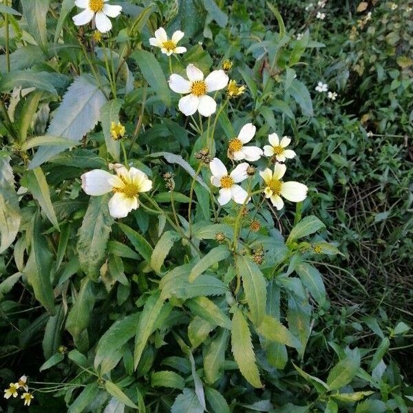 Bidens aurea Blomst