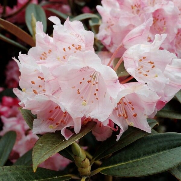 Rhododendron insigne Cvet