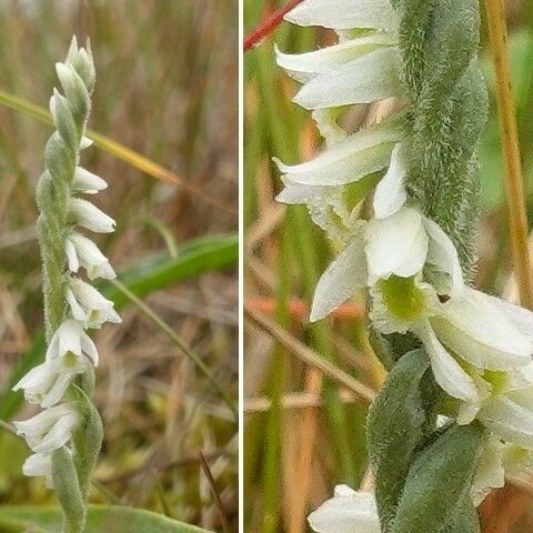 Spiranthes spiralis Flower