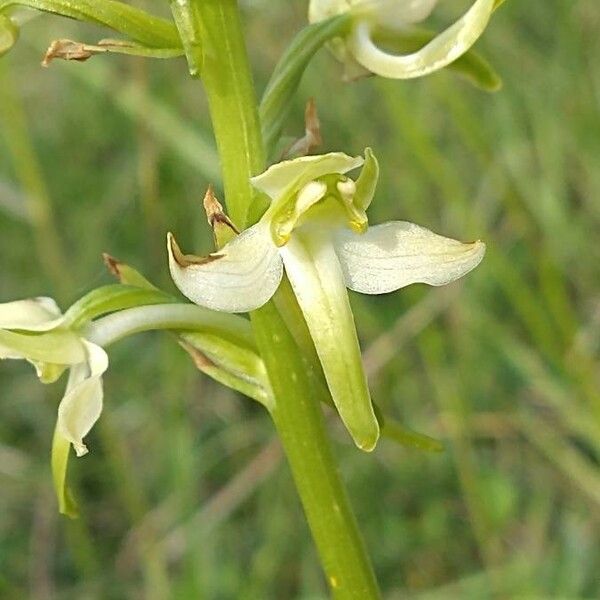 Platanthera chlorantha Кветка