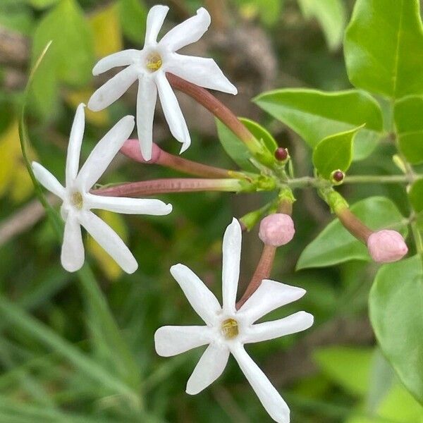Jasminum fluminense Flower