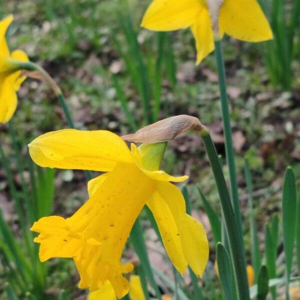 Narcissus pseudonarcissus Květ