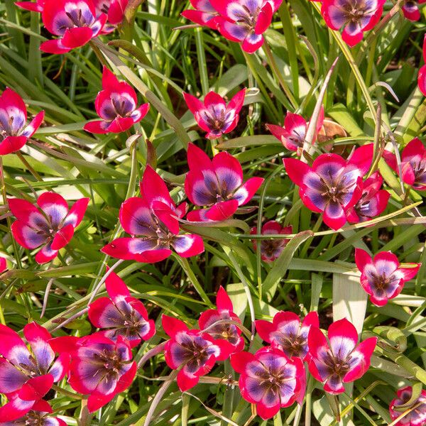 Tulipa clusiana Flower